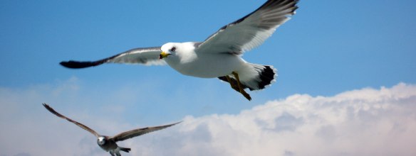 Mastushima-Seagull